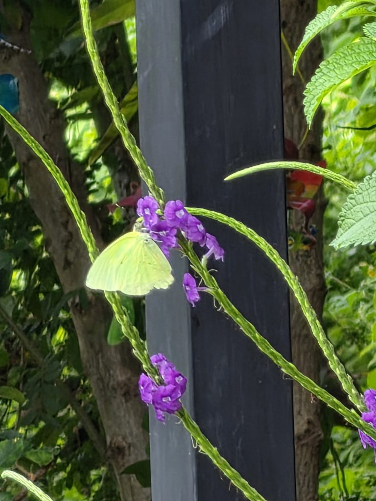 Statira Sulphur