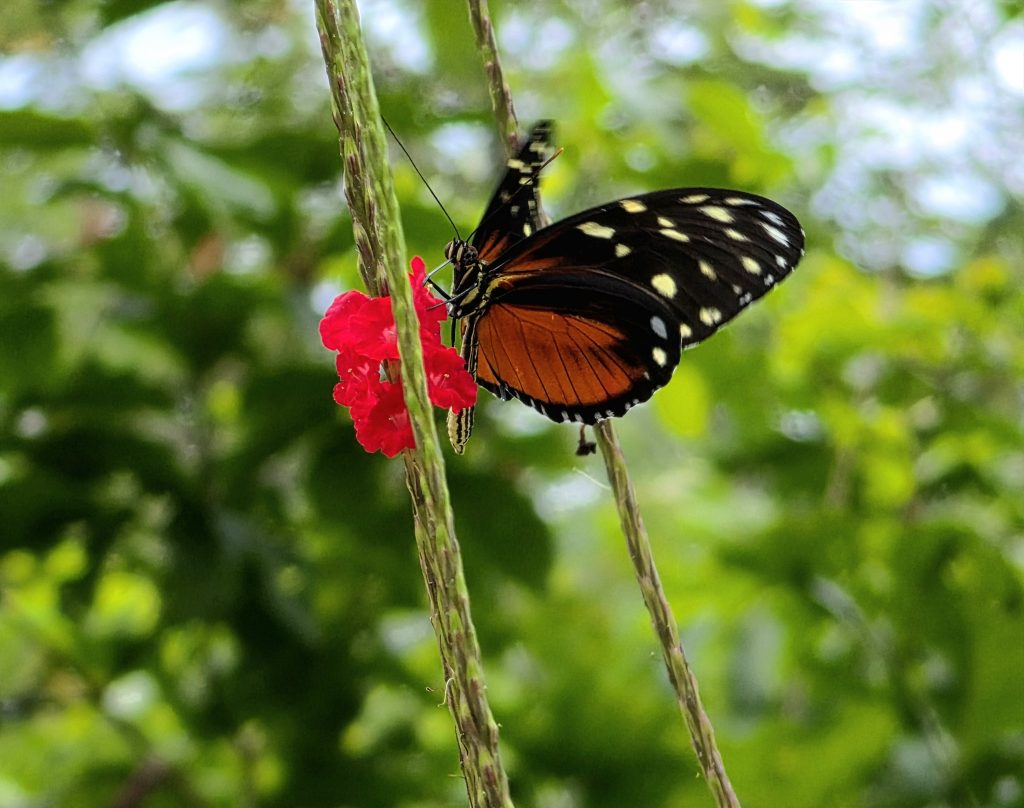 tiger longwing