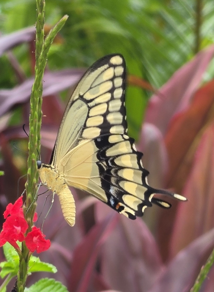 Thoas Swallowtail