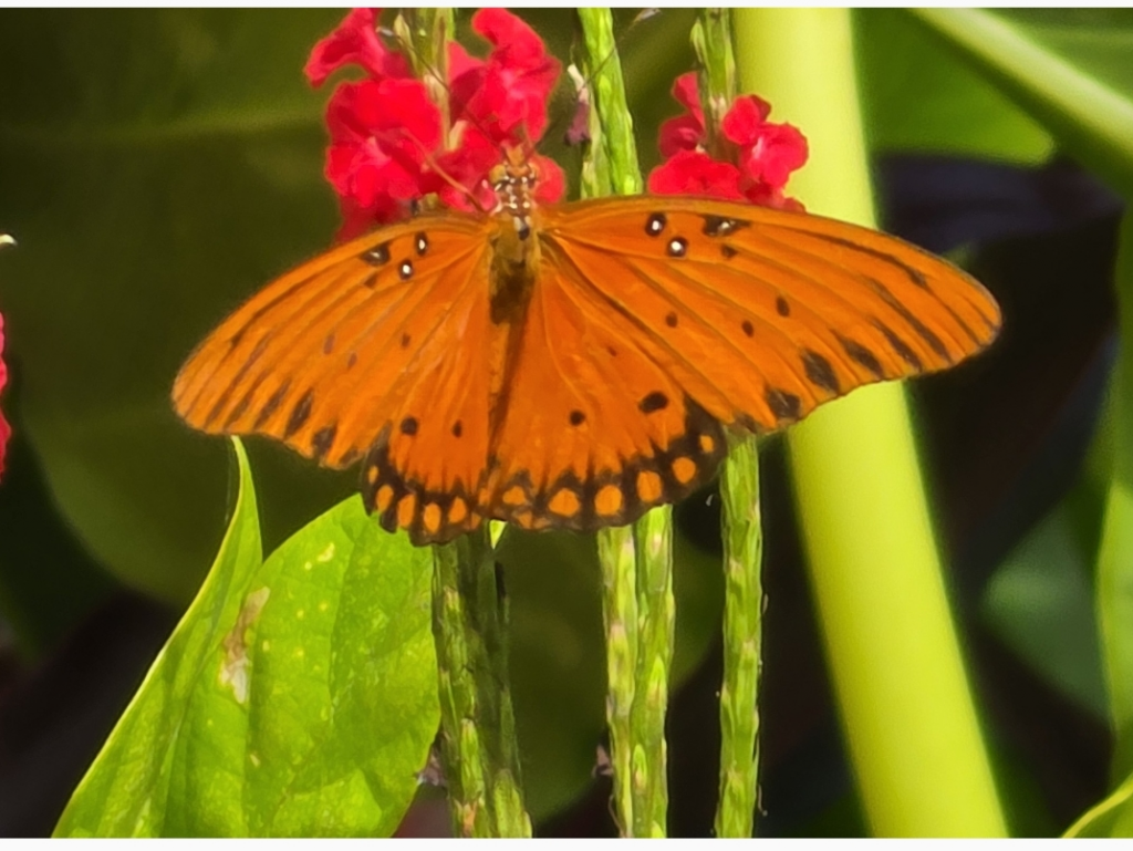 Gulf Fritillary