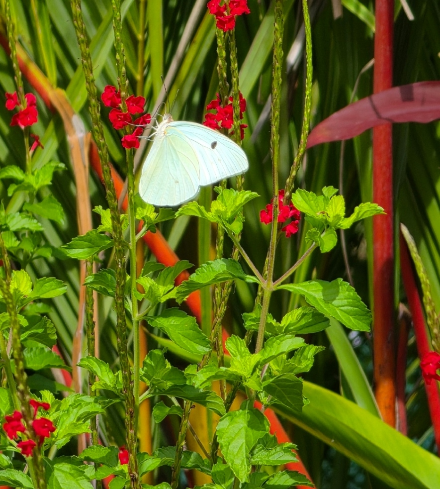 Giant White