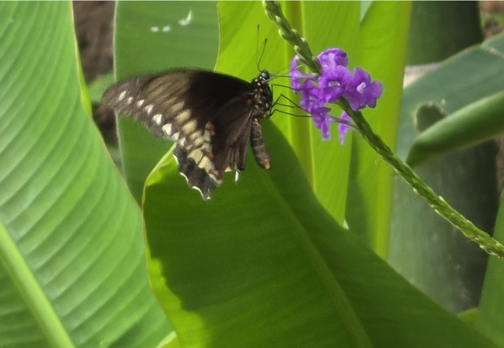 Gold Rim Swallowtail