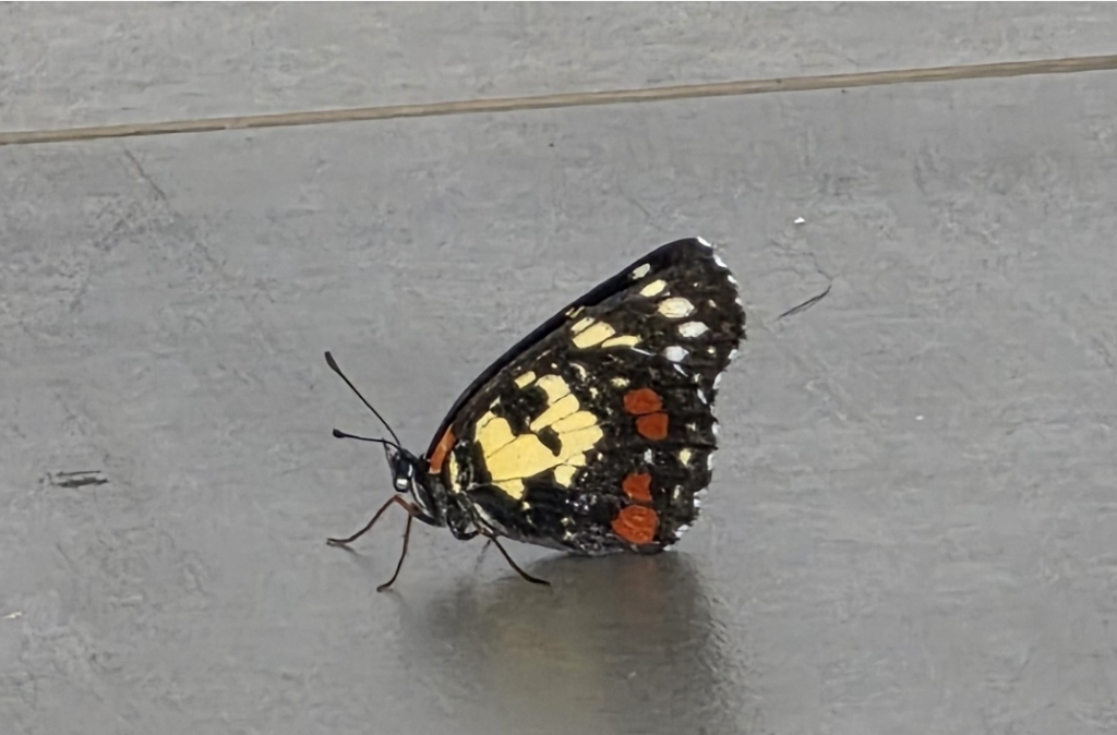 Poecile Checkerspot