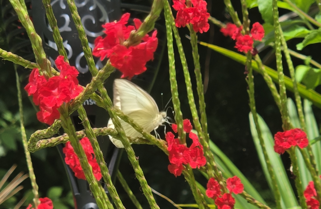 Great Southern White