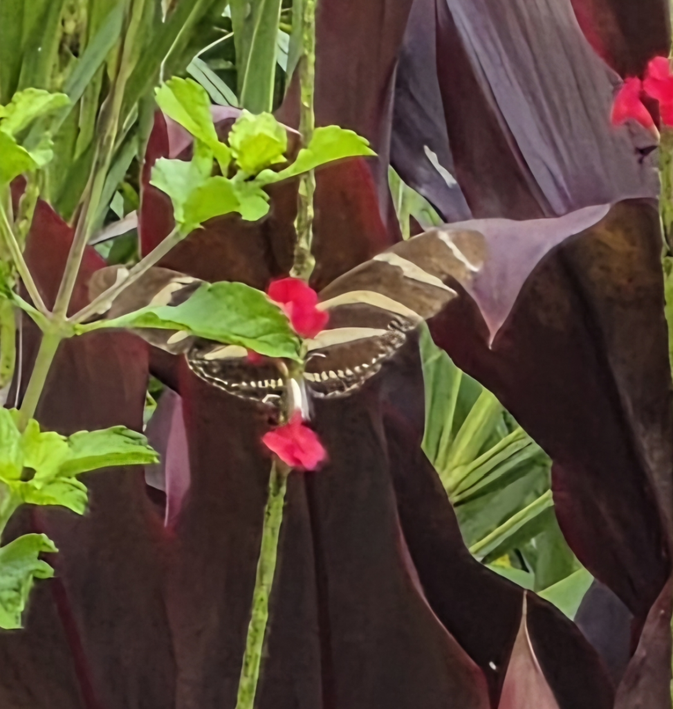 Zebra Longwing